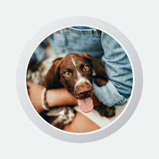 Profile picture of a puppy dog being cuddled