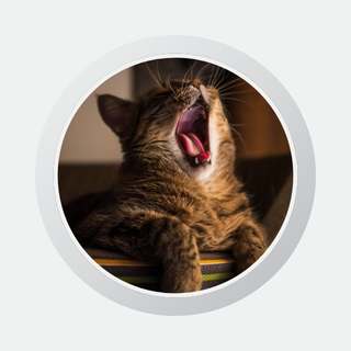 Profile image of a cat yawning